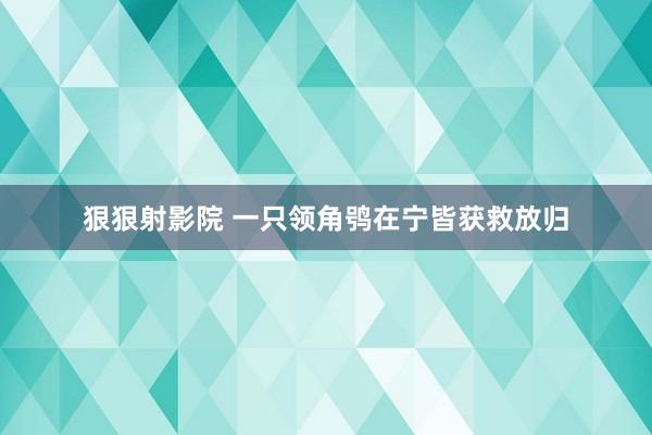 狠狠射影院 一只领角鸮在宁皆获救放归